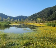 고창 인천강 습지 복원…습지도시 위상 강화