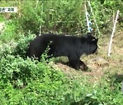 [지구한바퀴] 반달가슴곰 복원 20년‥꿀 훔쳐도 '공존' 머리 맞대야