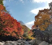 천아계곡 단풍 내달 5일 절정, 입구에 임시 무료 주차장 조성