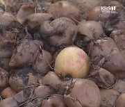 길었던 폭염에 가을축제까지 ‘비상’