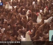 강원 산란계 농장 고병원성 조류인플루엔자 발생…올가을 처음