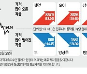 金장철 피할 듯…배추값 6000원대로 하락