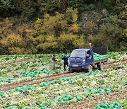 "4인가족 김장 42만원 작년보다 20% ↑···마트가 10만원 비싸"