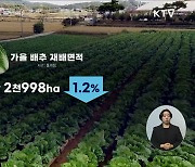 가을배추 재배면적 감소···김장철 수급안정 '만전'