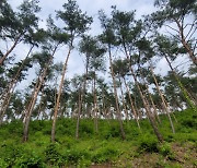 의령군산림조합, 2024년 산불 예방 숲 가꾸기 사업 본격 시행