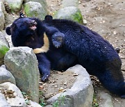 멸종위기 반달가슴곰, 89마리로 늘어… 복원사업 20년 결실