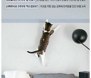 '펫테리어' 뜬다 … 충격흡수 바닥재·고양이 벽지까지