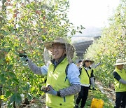 이석준 농협금융 회장, 사과 농가에서 '수확철 일손 돕기'