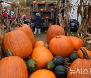 핼러윈 앞두고 호박 구경하는 어린이들