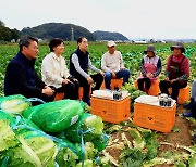 김장물가 어쩌나…폭염·폭우에 가을배추 재배면적 5년來 '최저'