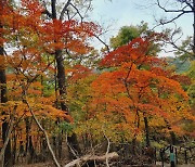 속리산 가을단풍 이번주말 절정