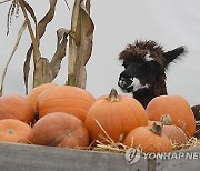 Poland Fall Harvest