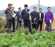 "배추 가격 안정화 총력" 농진청, 현장 맞춤형 기술 지원