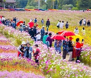 철원군, 고석정 꽃밭 내달 4일까지 연장 운영