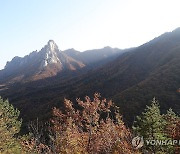 설악산 단풍 '절정'