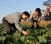 가을배추 생육 상황 살피는 권재한 청장