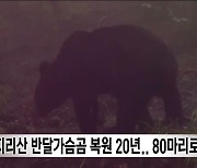 "6마리 → 80마리".. 지리산 반달가슴곰 복원 20년