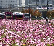 여심(女心) 사로잡은 가을의 전령사 코스모스