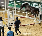 마사회, Young Horse Cup과 스포츠말 품평회 결승 개최