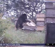 늘어난 반달곰‥'주민 피해 없이 공존' 과제