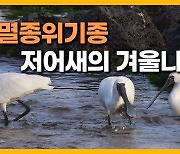 [자막뉴스] 주걱 부리 '천연기념물 저어새' 무리 제주서 포착