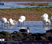 희귀 저어새 "자연의 품에서  겨울맞이"