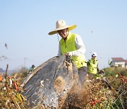 이석용 농협은행장, 파주 농가 찾아 일손돕기