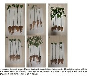 (주)제일트레이딩, 식물 생장을 돕는 친환경 제설제 연구...국내 학술지 논문 게재