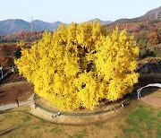 “800년 세월이 전하는 위안”···‘원주 반계리 은행나무 축제’ 1일 개최