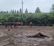 두 달만에 말 9마리 죽어… “경주 퇴역마 학대·도축 의혹”