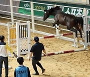 한국마사회, 국산 우수 승용마 발굴의 장,  ‘2024년 Young Horse Cup 및 스포츠말 품평회 결승’개최