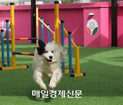 “이젠 인테리어도 댕냥이 위주로”…1500만 반려인 시대, 펫테리어 어떻게 할까