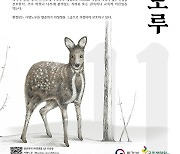 환경부, 11월의 멸종위기 야생생물로 ‘사향노루’ 선정