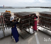 제철 맞아 돌아온 과메기