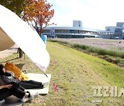 강진만 춤추는 갈대축제, 평일에도 관광객 '북적'