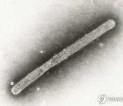 美서 젖소 이어 돼지의 고병원성 조류인플루엔자 감염 첫 발견