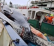 Antarctica-Whale Deaths