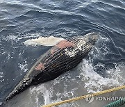 Antarctica-Whale Deaths