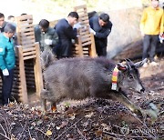 자연으로 돌아가는 천연기념물 산양