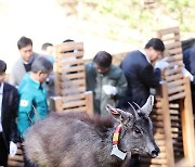 자연으로 돌아가는 천연기념물 산양