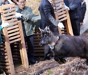 양구군, 천연기념물 산양 자연으로 방사