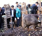 자연으로 돌아가는 천연기념물 산양