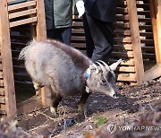 자연으로 돌아가는 천연기념물 산양