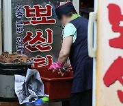 개 식용 종식에 내년 예산 544억원 쏟지만… 예정처 “사육견 증식부터 막아야” 경고