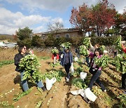 시래기와 사과가 만나면? 양구 시래기사과축제 개막