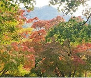 [단독]역대 가장 더운 10월의 아침…내장산 지각 단풍에 탐방객 급감