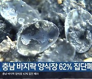 충남 바지락 양식장 62% 집단폐사