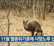 [기후는 말한다] 11월 멸종위기종에 사향노루 선정