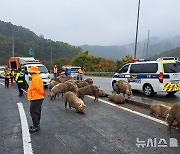 동고령 톨게이트 출구 램프서 화물차 넘어져 돼지 30마리 탈출