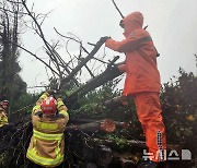 안전조치하는 제주 소방대원들